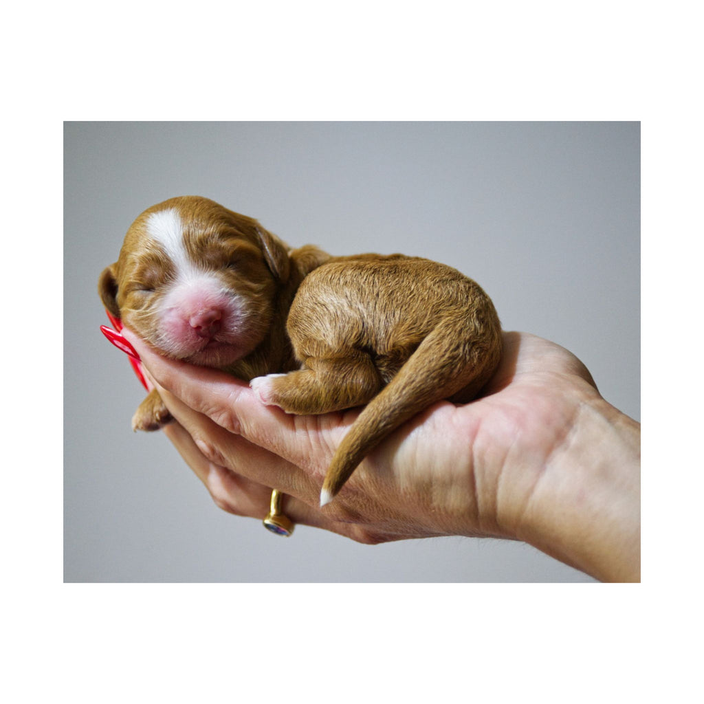 Newborn Puppy Photo Poster - Cute Sleeping Puppy Satin Print