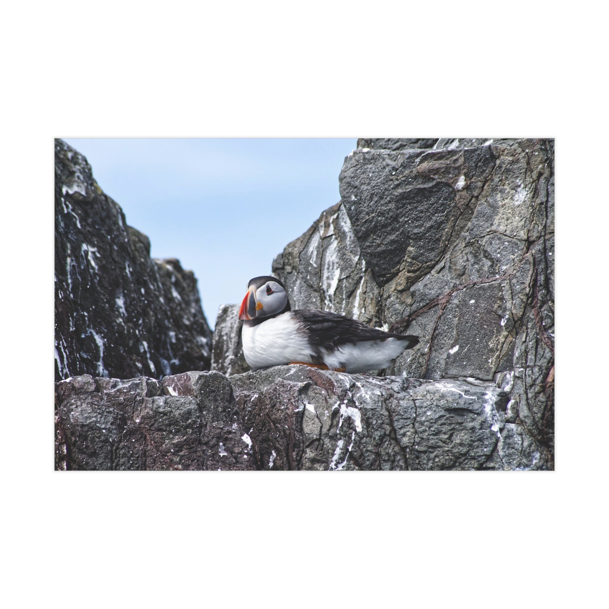 Puffin Cliff Photo Print — Unframed Wildlife Wall Art