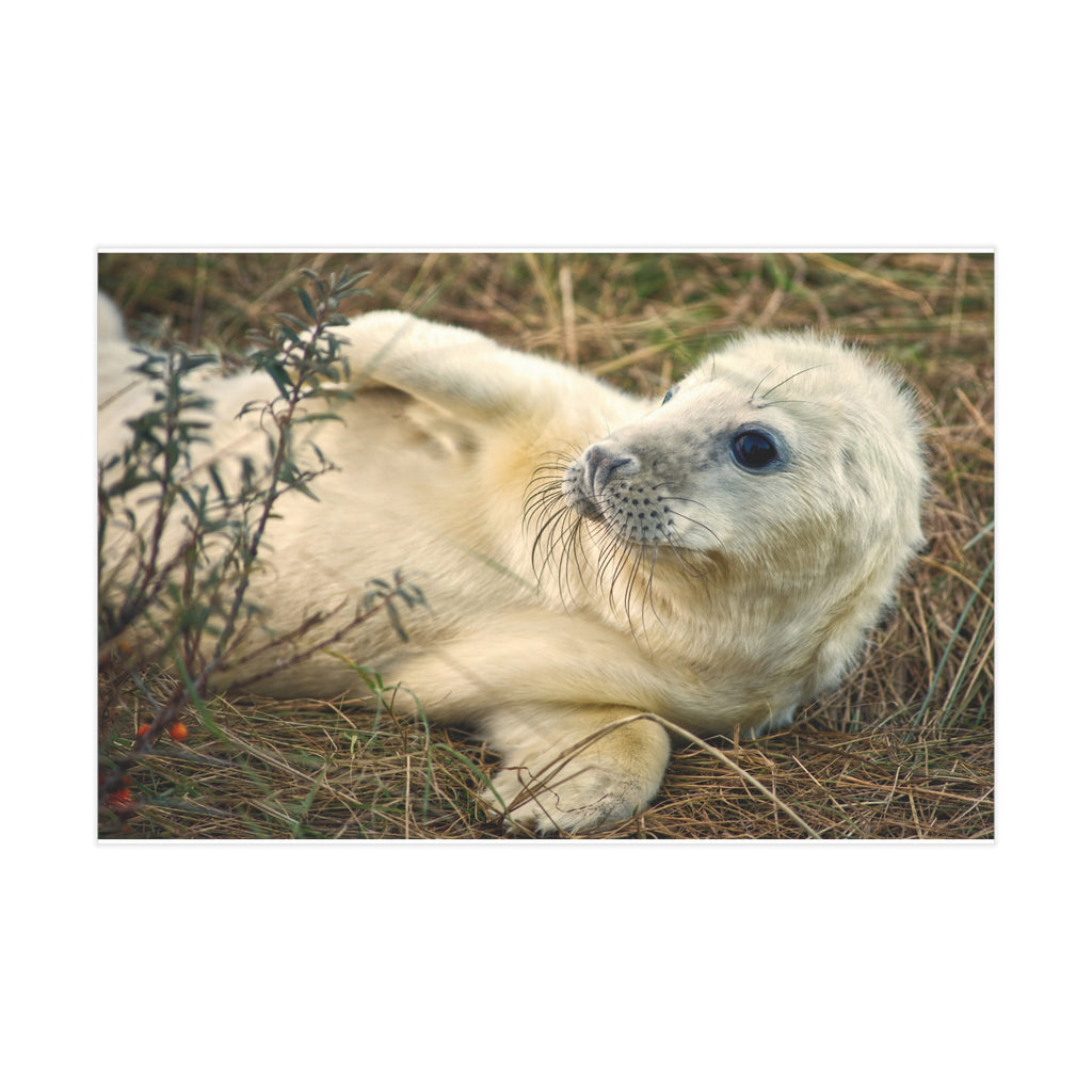 Unframed Print — Cute Baby Seal Photograph, Wildlife Nursery Wall Art