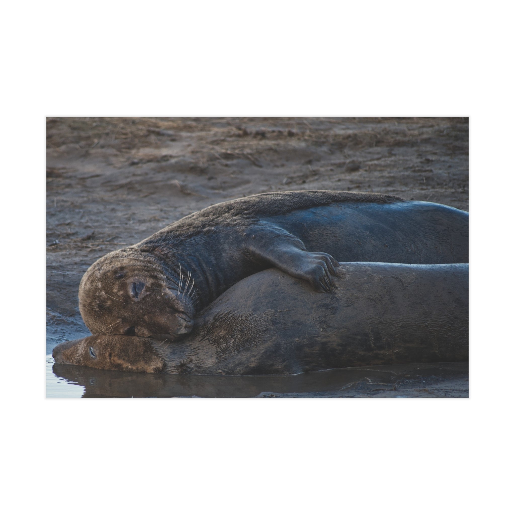 Elephant Seal Photograph Unframed Print | Wildlife Beach Marine Life Wall Art