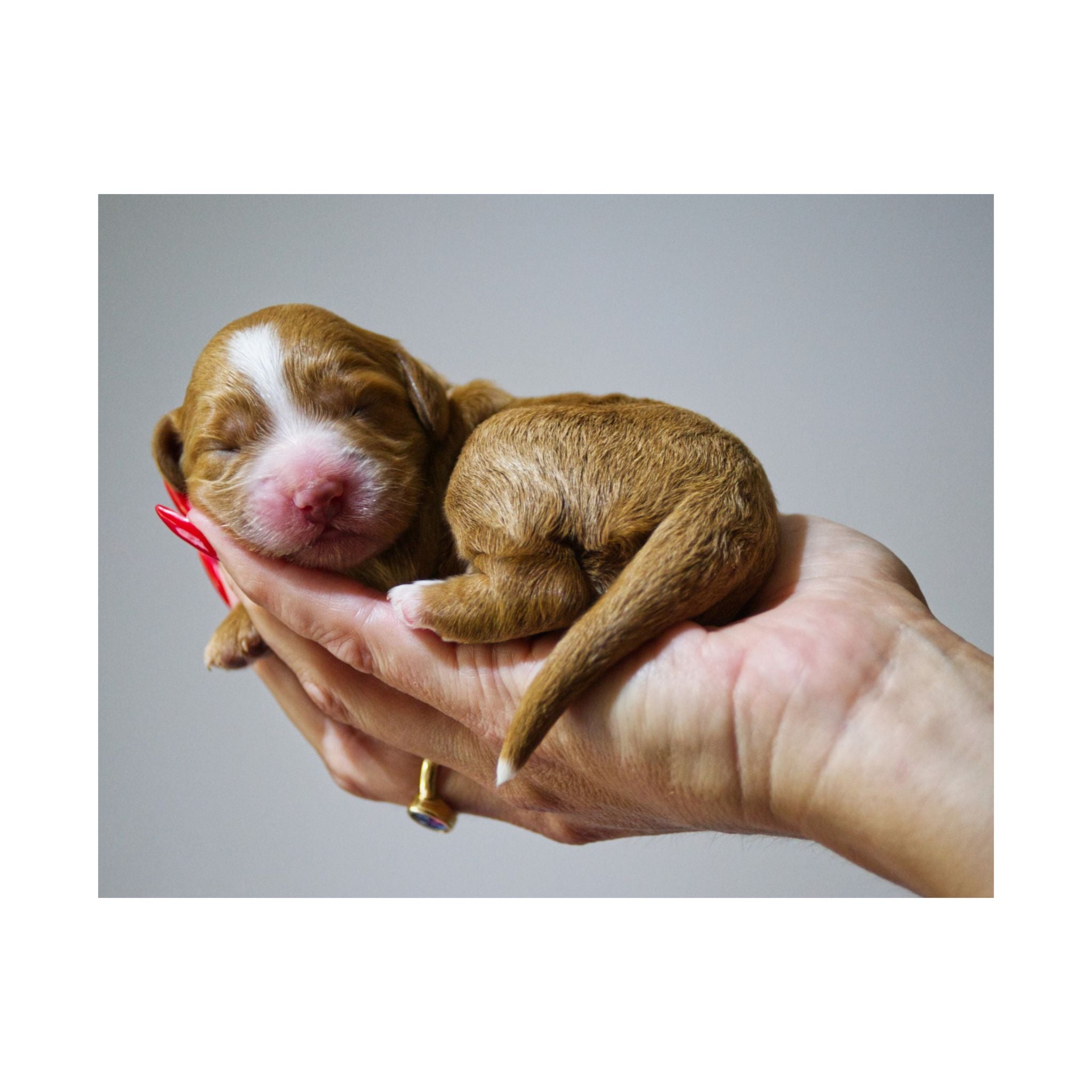 Newborn Puppy Photo Poster - Cute Sleeping Puppy Satin Print