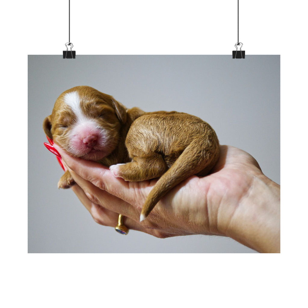 Newborn Puppy Photo Poster - Cute Sleeping Puppy Satin Print