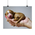 Newborn Puppy Photo Poster - Cute Sleeping Puppy Satin Print